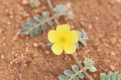 Tribulus terrestris